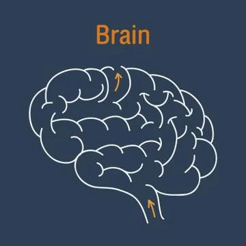 Brain vector Stock Illustration