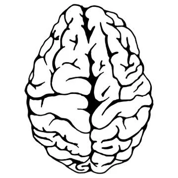 Brain. Vector illustration of a human brain. Hand drawn brain. Stock Illustration