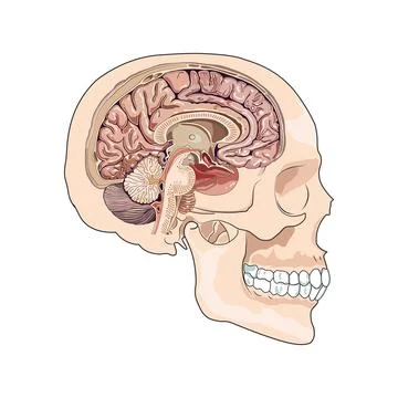 Brain vector with various components. イラスト素材