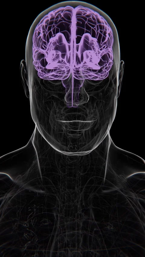 Brain Vertical Video | human brain Animation Concept Video | Brain in Video stock 279660507
