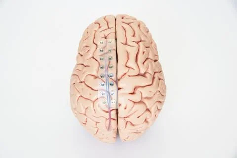 Brain waves recording electrodes on brain model surface Stock Photos