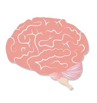Brain on white background Stock Illustration