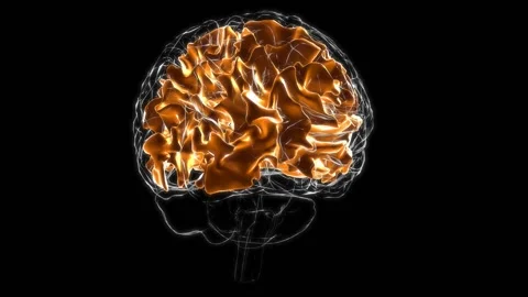 Brain White matter of cerebral hemisphere Anatomy For Medical Concept 3D Anim Stock Footage 168486705