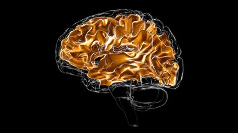 Brain White matter of cerebral hemisphere Anatomy For Medical Concept 3D Ilustración de archivo