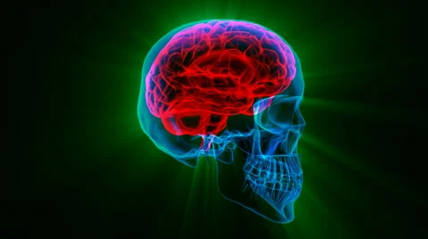Brain x-ray anatomy Stock Footage 60698506