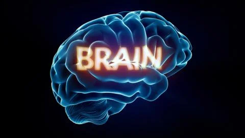 Brain xray brain Illustrazione stock