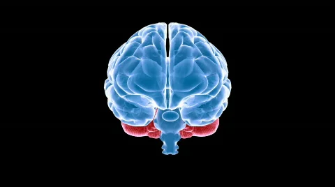 Brain xray Видео 368166