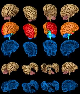 Brain with xray style image and colored zones isolated  - creative Illustrazione stock