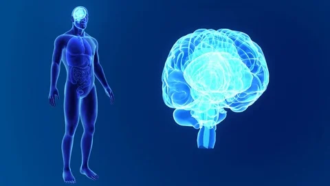 Brain zoom with organs Stock Footage