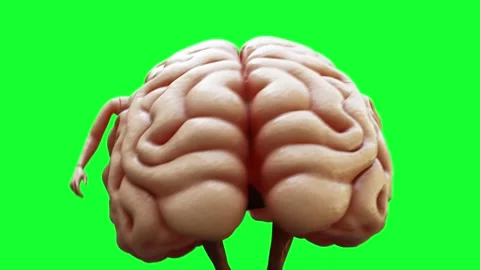 Brains fall into a glass. Realistic 4k animation green screen. Vidéo 301029926