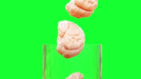 Brains fall into a glass. Realistic 4k animation green screen. Vídeos de archivo 301033646