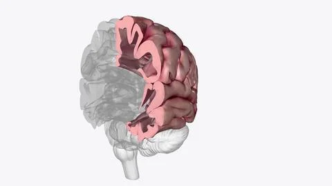 The brain's left half is primarily responsible for speech and abstract thinki Stock Illustration