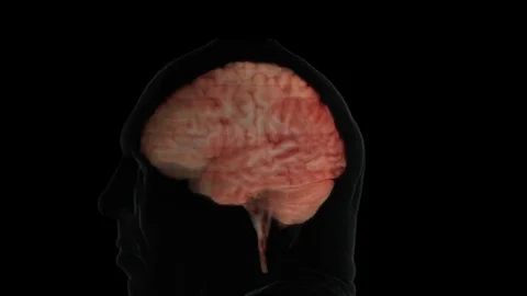 Brainstem and Limbic System, Neurotransmitter Pathways Stock Footage 90866811