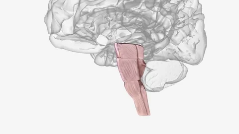 Brainstem, area at the base of the brain that lies between the deep structures Video stock 271034114