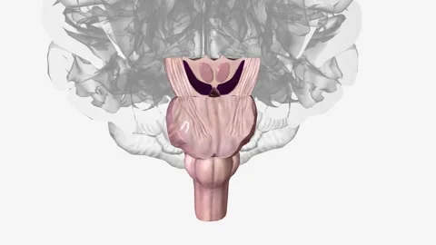 Brainstem, area at the base of the brain that lies between the deep structures Video stock 271038820