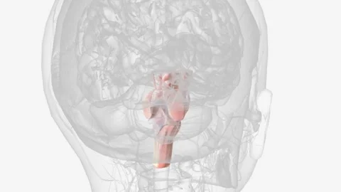 Brainstem, area at the base of the brain that lies between the deep structures Video stock 271043953