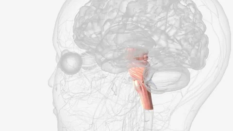Brainstem, area at the base of the brain that lies between the deep structures Video stock 271052282