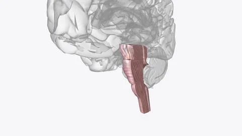 Brainstem, area at the base of the brain that lies between the deep structu.. イラスト素材