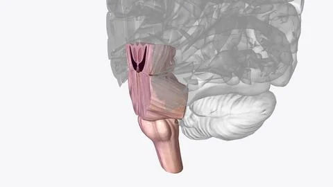 Brainstem, area at the base of the brain that lies between the deep structu.. イラスト素材