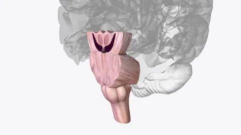 Brainstem, area at the base of the brain that lies between the deep structu.. イラスト素材