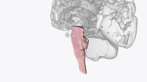 Brainstem, area at the base of the brain that lies between the deep structu.. イラスト素材