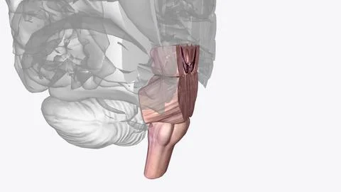Brainstem, area at the base of the brain that lies between the deep structu.. イラスト素材