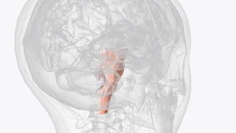 Brainstem, area at the base of the brain that lies between the deep structu.. イラスト素材