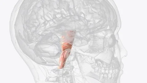 Brainstem, area at the base of the brain that lies between the deep structu.. イラスト素材