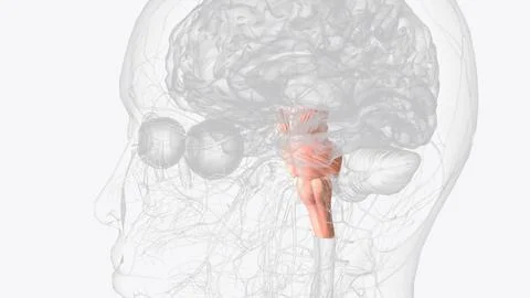 Brainstem, area at the base of the brain that lies between the deep structu.. イラスト素材