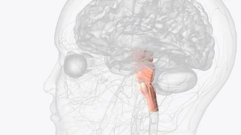 Brainstem, area at the base of the brain that lies between the deep structu.. イラスト素材