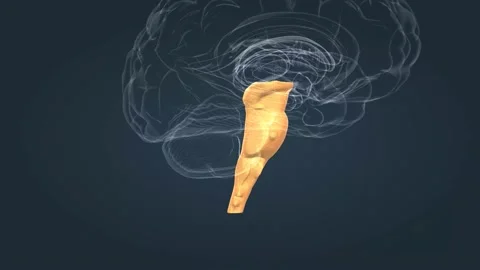 The brainstem is the posterior stalk-like part of the brain that connects the Video stock 229310304