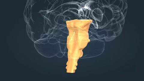 The brainstem is the posterior stalk-like part of the brain that connects the Video stock 229310320