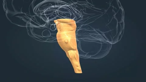 The brainstem is the posterior stalk-like part of the brain that connects the Video stock 229310337