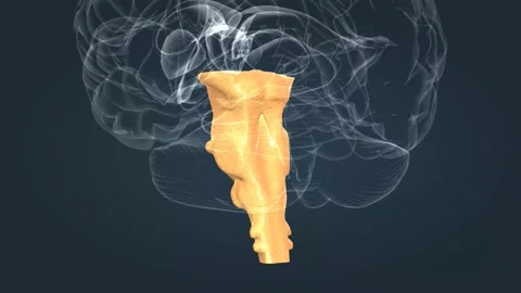 The brainstem is the posterior stalk-like part of the brain that connects the Video stock 229310352
