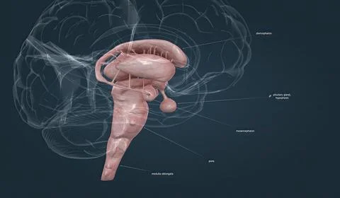 The brainstem is the posterior stalk-like part of the brain that connects the Stock Illustration