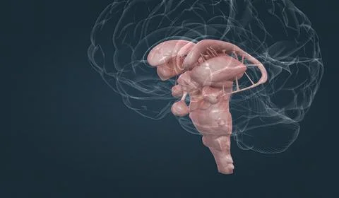 The brainstem is the posterior stalk-like part of the brain that connects the Stock Illustration
