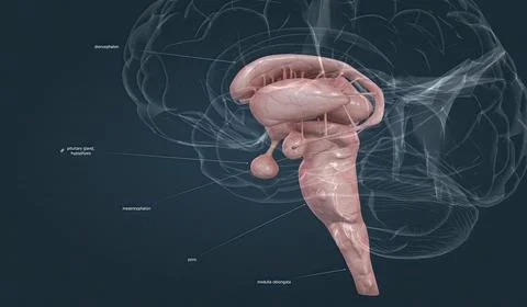 The brainstem is the posterior stalk-like part of the brain that connects the Stock Illustration