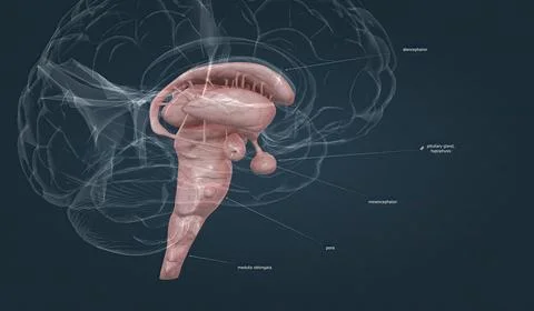 The brainstem is the posterior stalk-like part of the brain that connects the Ilustración de archivo