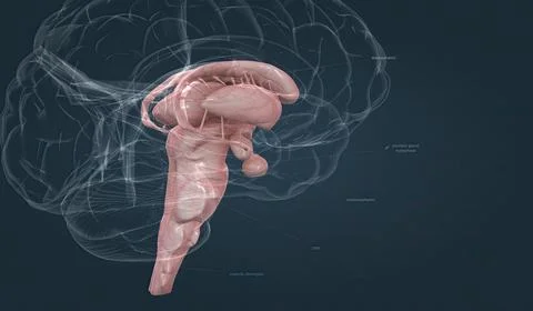 The brainstem is the posterior stalk-like part of the brain that connects the Stock-Illustration