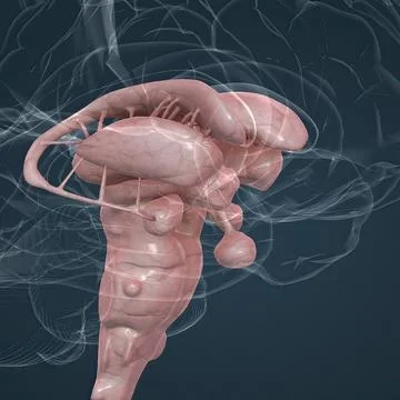 The brainstem is the posterior stalk-like part of the brain that connects t.. Stock Illustration
