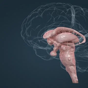 The brainstem is the posterior stalk-like part of the brain that connects t.. 库存插图
