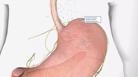 Brainstem processes stimuli from the GI tract Video stock 231402606