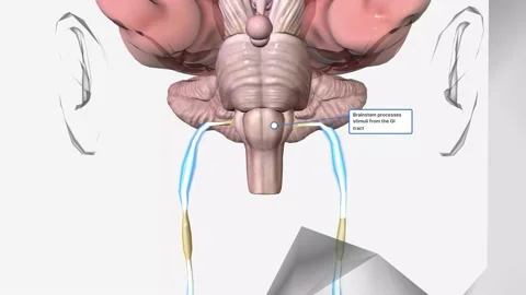 Brainstem processes stimuli from the GI tract Video stock 231402609