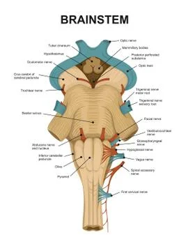 Brainstem, ventral view. Stock Illustration
