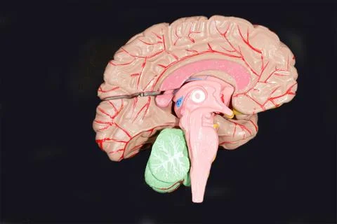 Brainstorming Human Brain Lehrmodell eines menschlichen Gehirns auf schwar... Stock Photos