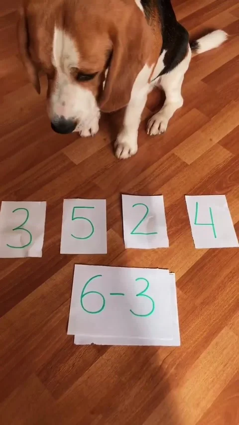 Brainy Beagle Solves Math Problems, Aktobe, Kazakhstan - 10 Nov 2023 Stock Footage 256162311