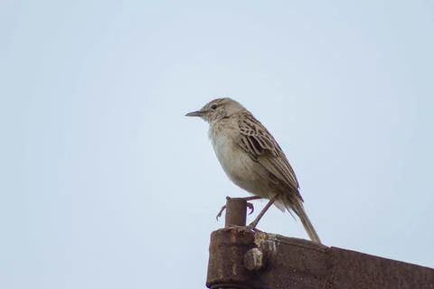 Brajang Bird Stock Photos