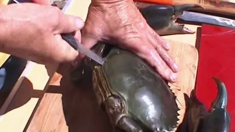 Braking Up Mud Crab Stock Footage 246278451