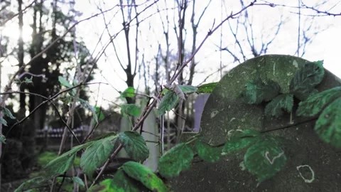 Bramble growing on old weathered gravestone Stock Footage 292924506