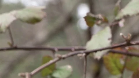 Bramble leaves - Follow focus Stock Footage 84777198